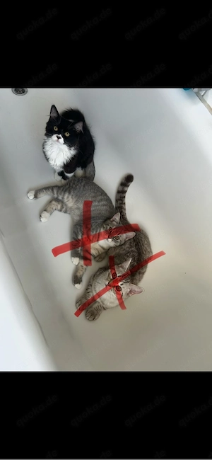 Britisch Kitten 