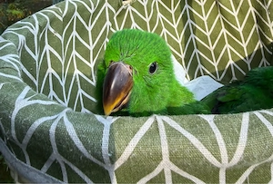 Edelpapagei Eclectus Papagei 