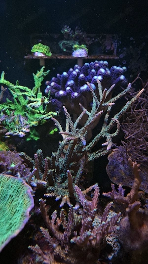 Acropora Staghorn Grün