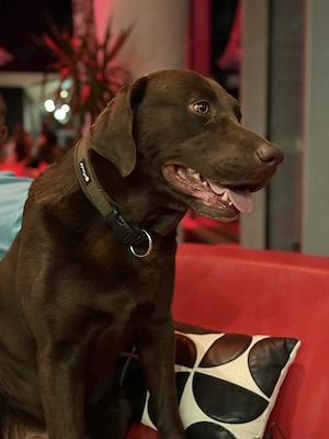 Deckrüde Labrador, gesund und hübsch  