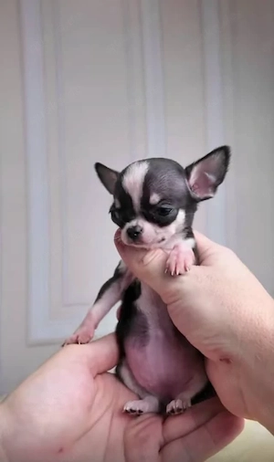      Wunderschöne Chihuahua-Welpen suchen ihre Familie