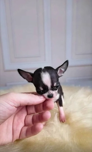   Chihuahua-Welpen suchen ein Zuhause mit Herz und 