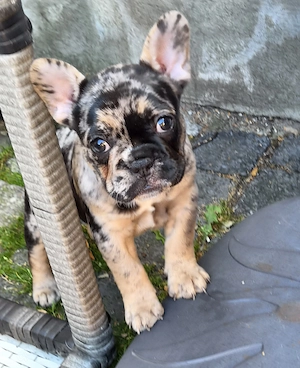 Französisch Bulldog Mädel 