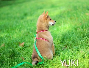 YUKI Shiba Inu  Rüde