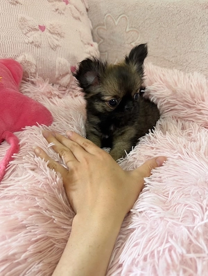 Chihuahua Rüde 