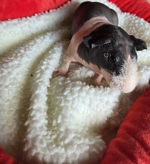 Skinny pig 