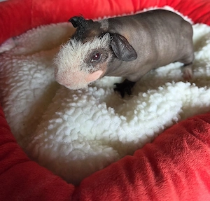 Skinny pig 