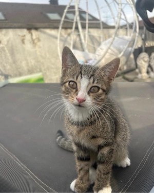 Bkh mix katzenbabys abzugeben 