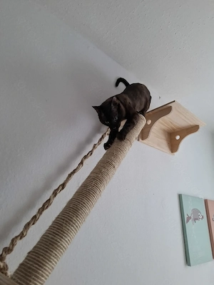 Nur für Liebhaber!!! Bengal Kater sepia 7 bis 8 Monate Champion Abstammung Stammbaum saubere Genetik
