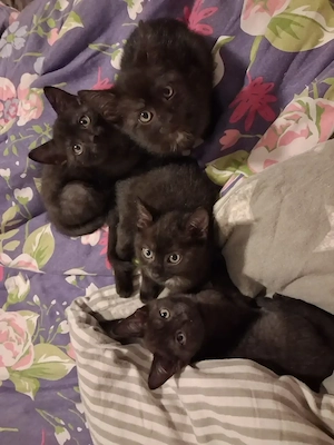  Drei kleine Panther suchen ihr liebevolles Zuhause 