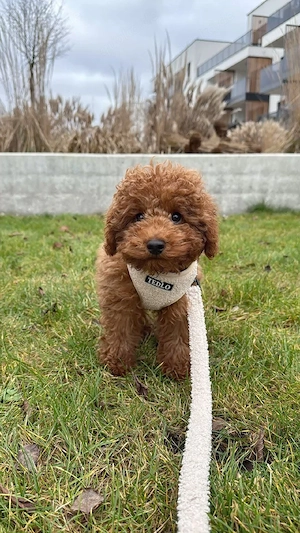 toy pudel rude abgabebereit - geimpft    maltipoo zwergpudel havapoo pomeranian zwergspitz 
