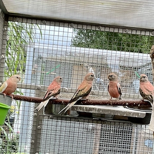 Bourkesittiche 