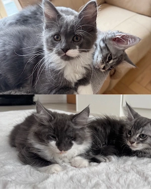 maine coon kitten 