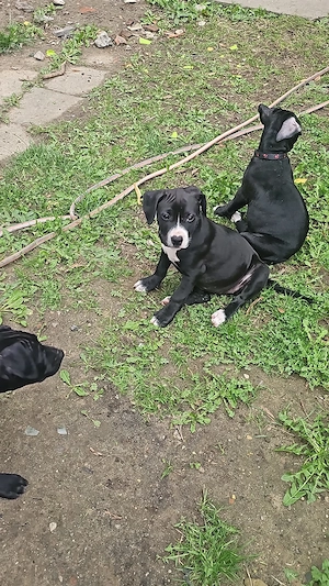 Labrador-Pittbull-Mix American XXL Bulli Welpen