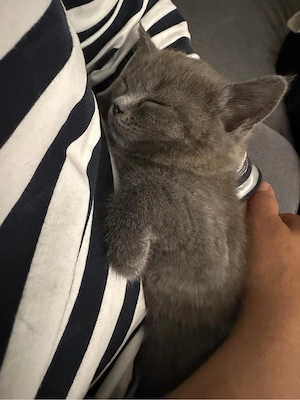 britisch kurzhaar kitten