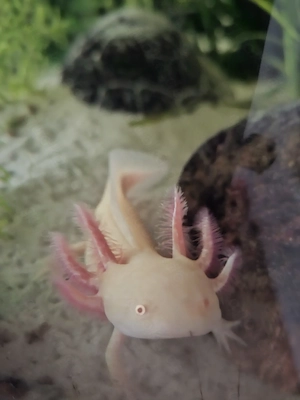 Goldener Axolotl abzugeben