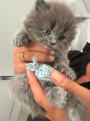britisch langhaar kitten
