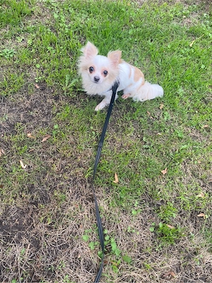Chihuahua Hündin 3 Jahre alt.