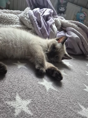 Bkh 2 kitten frei