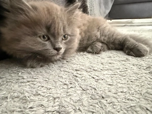 britisch langhaar kitten 
