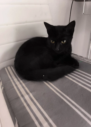 Katze schwarz männlich 
