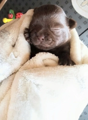 Typvolle Chihuahua Welpen Mädchen. L.H