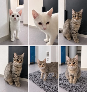 BKH Kitten Mix