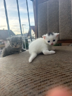 kitten zwei Wochen alt