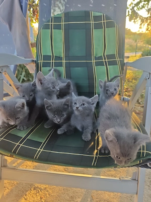 Wunderschöne Russische Blau Katzenbabys suchen ein neues Zuhause!