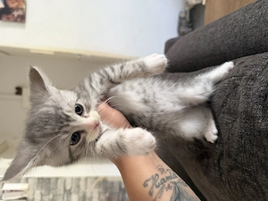 Baby Katzen Schon 12 Wochen alt