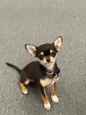 14 Wochen alter Chihuahua-Welpe sucht ein Zuhause