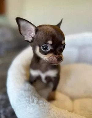 Entzückende Chihuahua-Welpen suchen ein liebevolles Zuhause