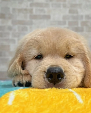 Golden-Retriever-Welpen zu verkaufen. Kontakt per WhatsApp: 01633494351