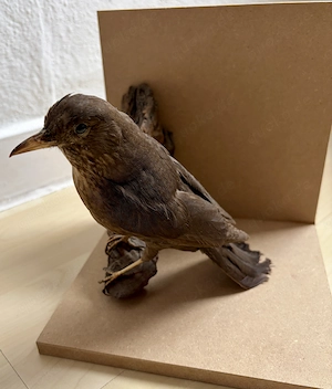 Amsel-Tierpräparat auf Naturholz   dekoratives Sammlerstück
