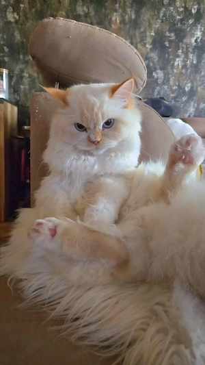 BLH glückkatze babys