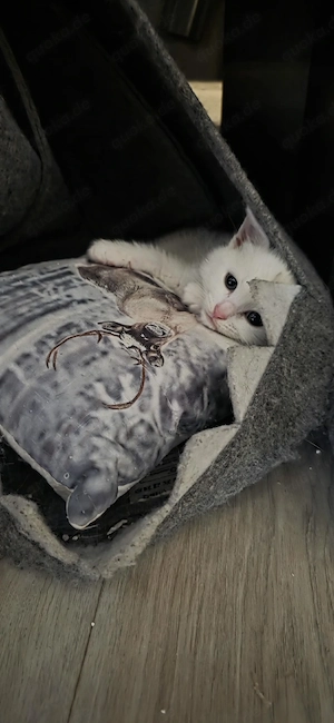 BKH Mix  Kitten