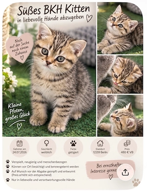 bkh kitten