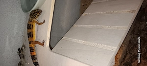Leopartgeckos zwei
