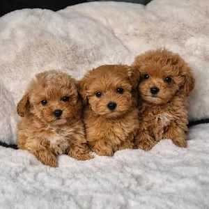 F1 Maltipoo welpen 
