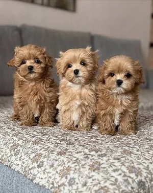 sweet Maltipoo mini welpen 