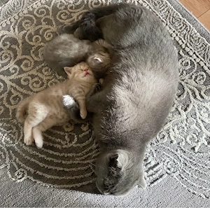 Britisch kurzhaar katzen