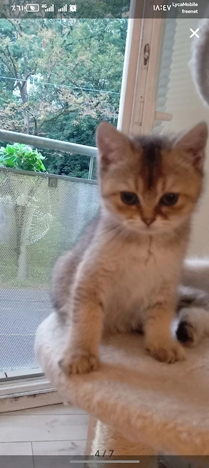 BKH golden shaded Kater 