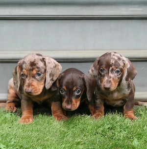 Sweeet Zwergdackel Welpen