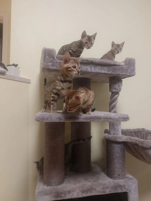 Wunderschöne Bengalen-Kitten suchen ein liebevolles Zuhause!
