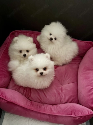 Pomeranian mini Welpen Zwergspitz 
