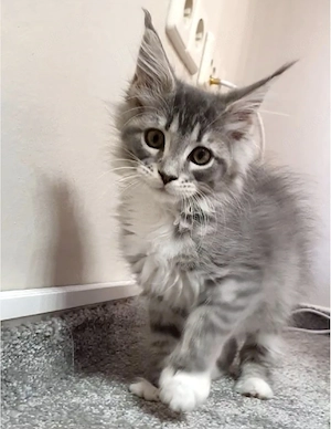 Maine Coon Kitten 