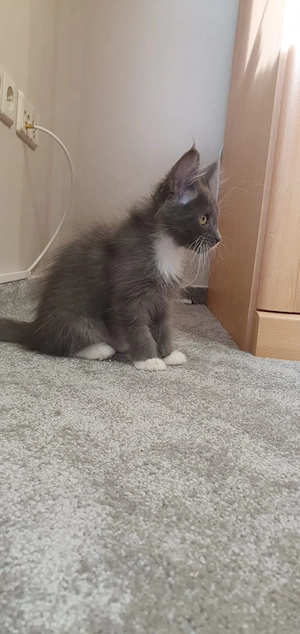 Maine Coon Kitten 