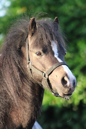 AMHR ASPC American miniatur Horse Hengst 