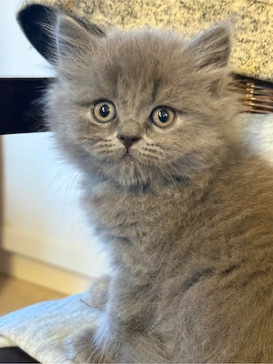 Zuckersüße, reinrassige Britisch Langhaar Kitten suchen ein liebevolles Zuhause!