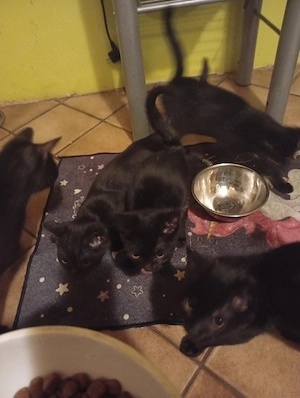 Kitten BKH... Mischlingskatzen 